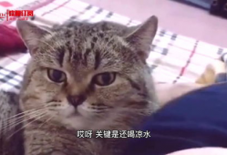 关于猫的短视频,短视频里的猫界奇闻趣事