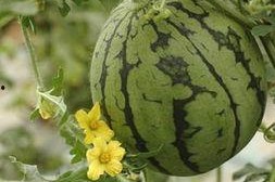 西瓜娱乐吃瓜,揭秘娱乐圈吃瓜群众的狂欢盛宴